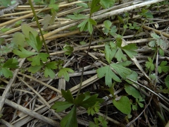 Anemonastrum tenuicaule