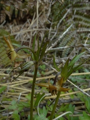 Anemonastrum tenuicaule