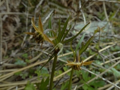 Anemonastrum tenuicaule