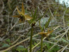 Anemonastrum tenuicaule