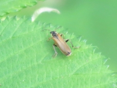 Cantharis decipiens