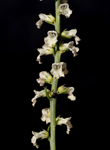 Anarrhinum forskaohlii