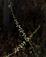 Anarrhinum forskaohlii