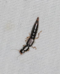 Pinophilus