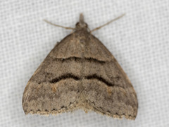 Dichromodes mesogonia