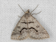 Dichromodes mesogonia