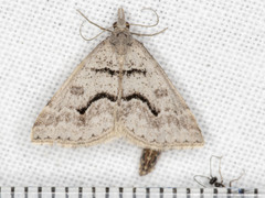 Dichromodes mesogonia