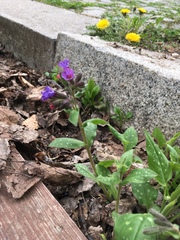 Pulmonaria officinalis