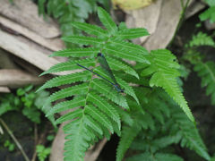 Psolodesmus mandarinus dorothea