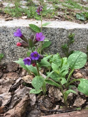 Pulmonaria officinalis