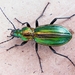 Carabus lineatus - Photo (c) Siga, some rights reserved (CC BY-SA)