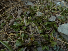 Brachyscome longiscapa