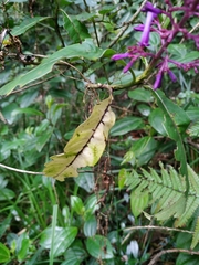 Palicourea angustifolia