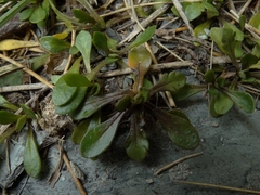 Brachyscome longiscapa