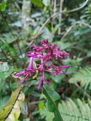 Palicourea angustifolia