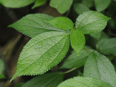 Boehmeria pilosiuscula