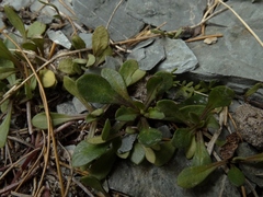 Brachyscome longiscapa