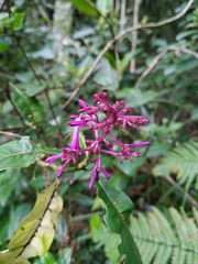 Palicourea angustifolia