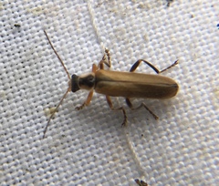 Cantharis decipiens