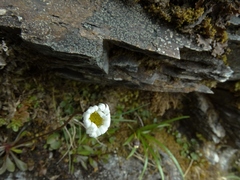 Brachyscome longiscapa