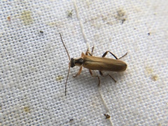 Cantharis decipiens