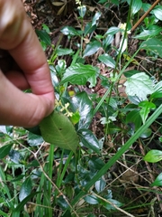Palicourea boqueronensis