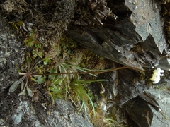 Brachyscome longiscapa