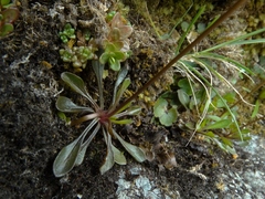 Brachyscome longiscapa