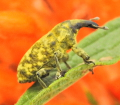 Gasteroclisus