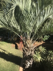Butia capitata