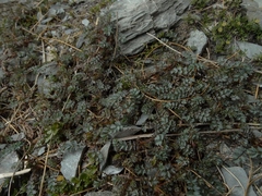 Acaena saccaticupula