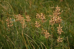 Dracocephalum austriacum