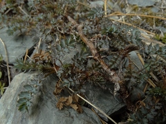 Acaena saccaticupula