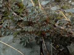Acaena saccaticupula
