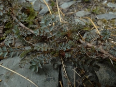 Acaena saccaticupula