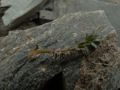 Acaena saccaticupula