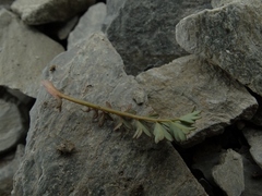 Acaena saccaticupula