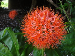 Scadoxus multiflorus katharinae