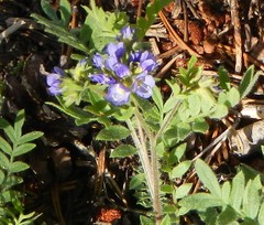 Polemonium californicum
