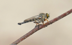 Neoitamus flavofemoratus