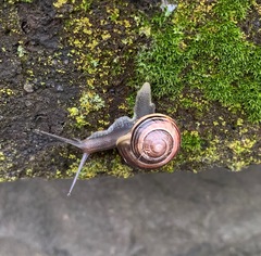 Cepaea nemoralis