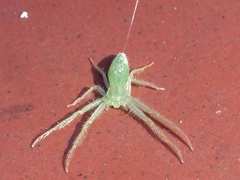 Oxytate argenteooculata