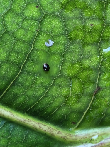 Delphastus catalinae observed 2024-05-11