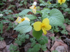 Viola uniflora