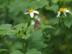 Rapala varuna formosana