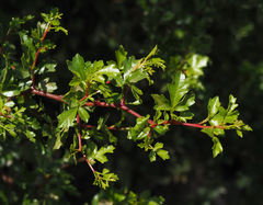 Searsia tripartita