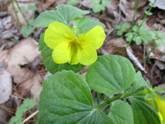 Viola uniflora