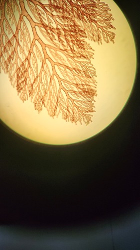 Pleonosporium observed 2024-05-09
