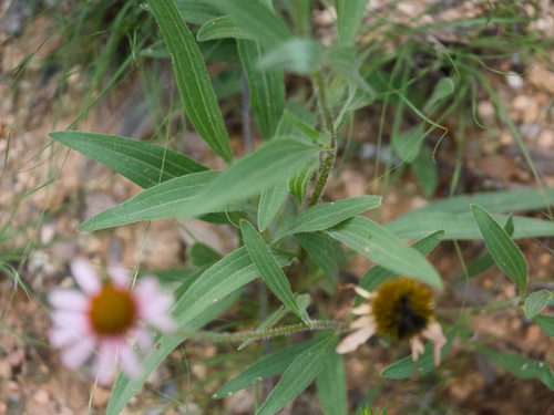narrow-leaved purple coneflower