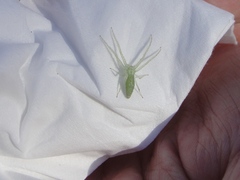 Oxytate argenteooculata